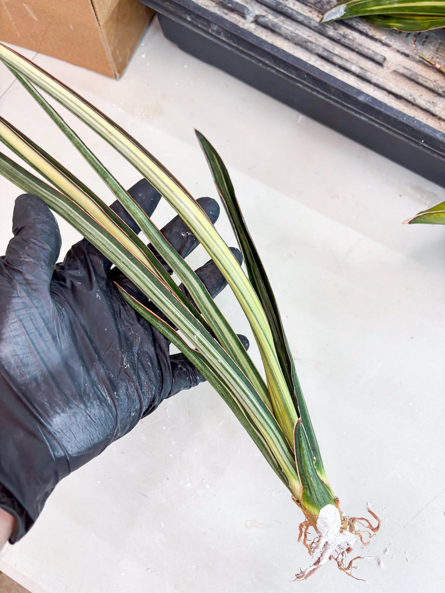 Sansevieria Midnight Fountain White (Su6) (10) | Rare