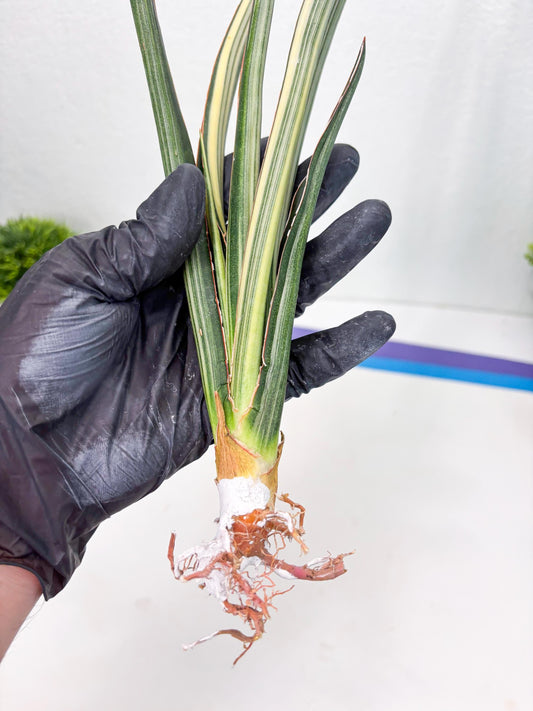 Sansevieria Midnight Fountain White (Su6) (10) | Rare