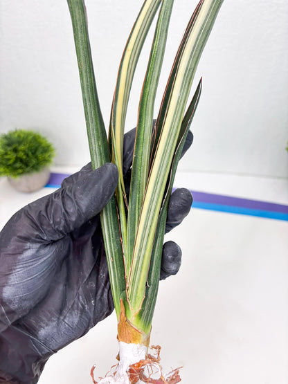 Sansevieria Midnight Fountain White (Su6) (10) | Rare