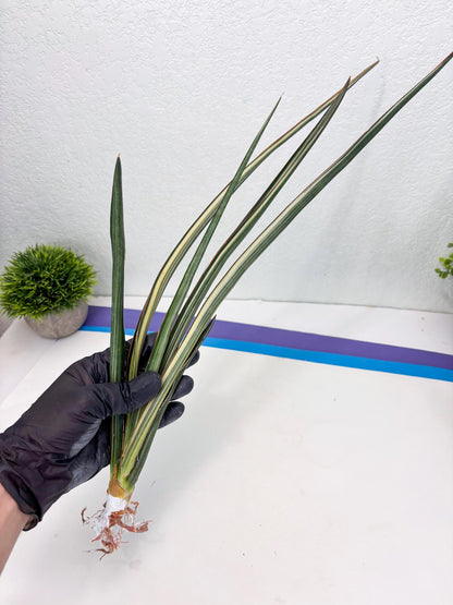 Sansevieria Midnight Fountain White (Su6) (10) | Rare