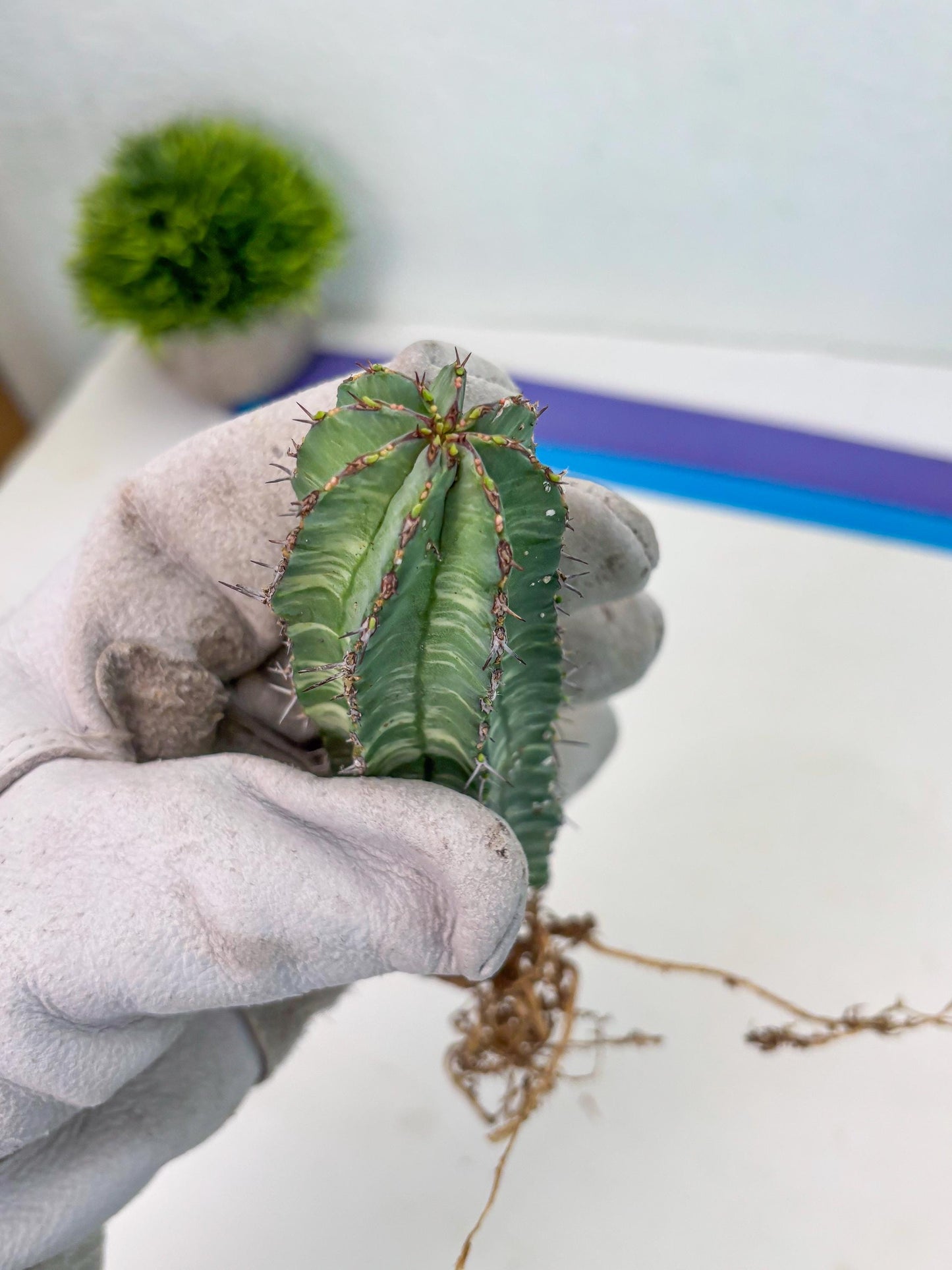 Euphorb Fruticosa Variagated (p) | Rare Cactus