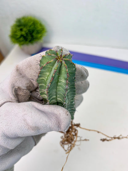 Euphorb Fruticosa Variagated (p) | Rare Cactus