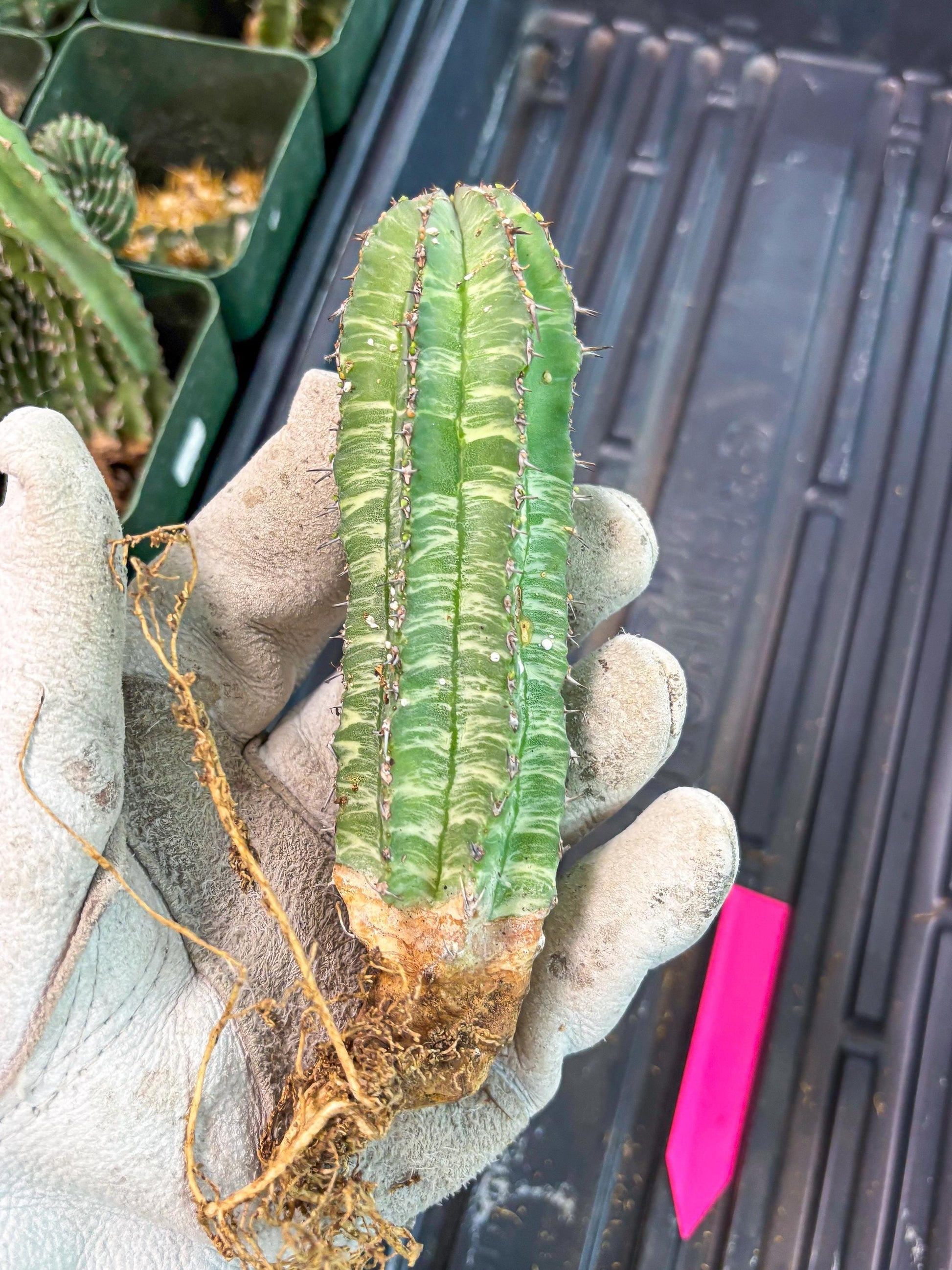 Euphorb Fruticosa Variagated (p) | Rare Cactus