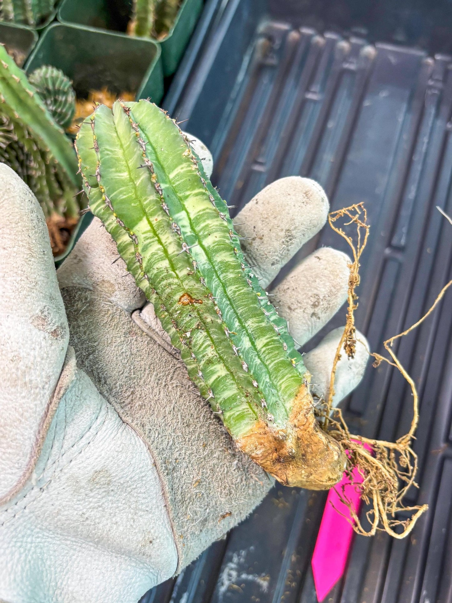 Euphorb Fruticosa Variagated (p) | Rare Cactus