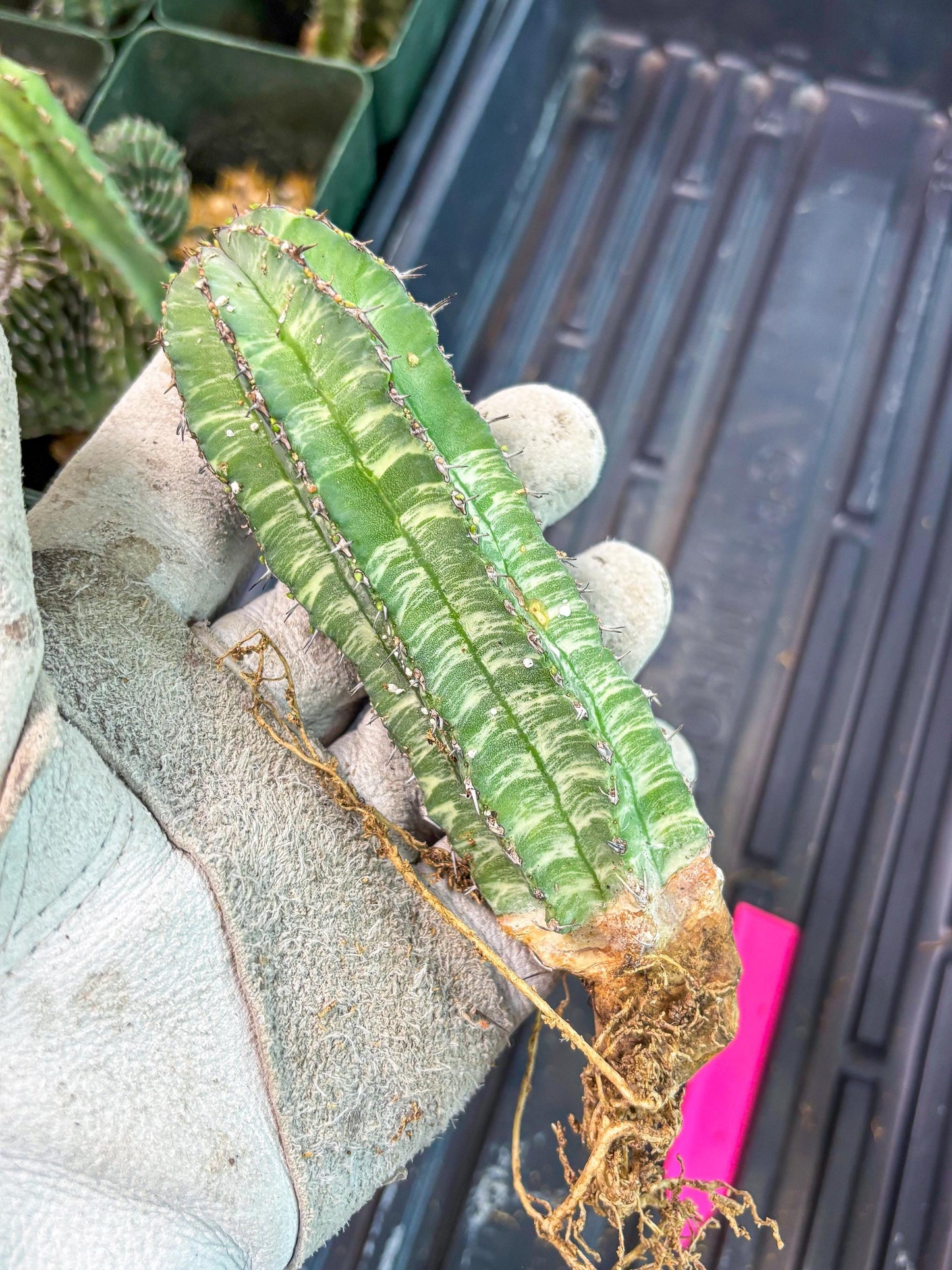 Euphorb Fruticosa Variagated (p) | Rare Cactus