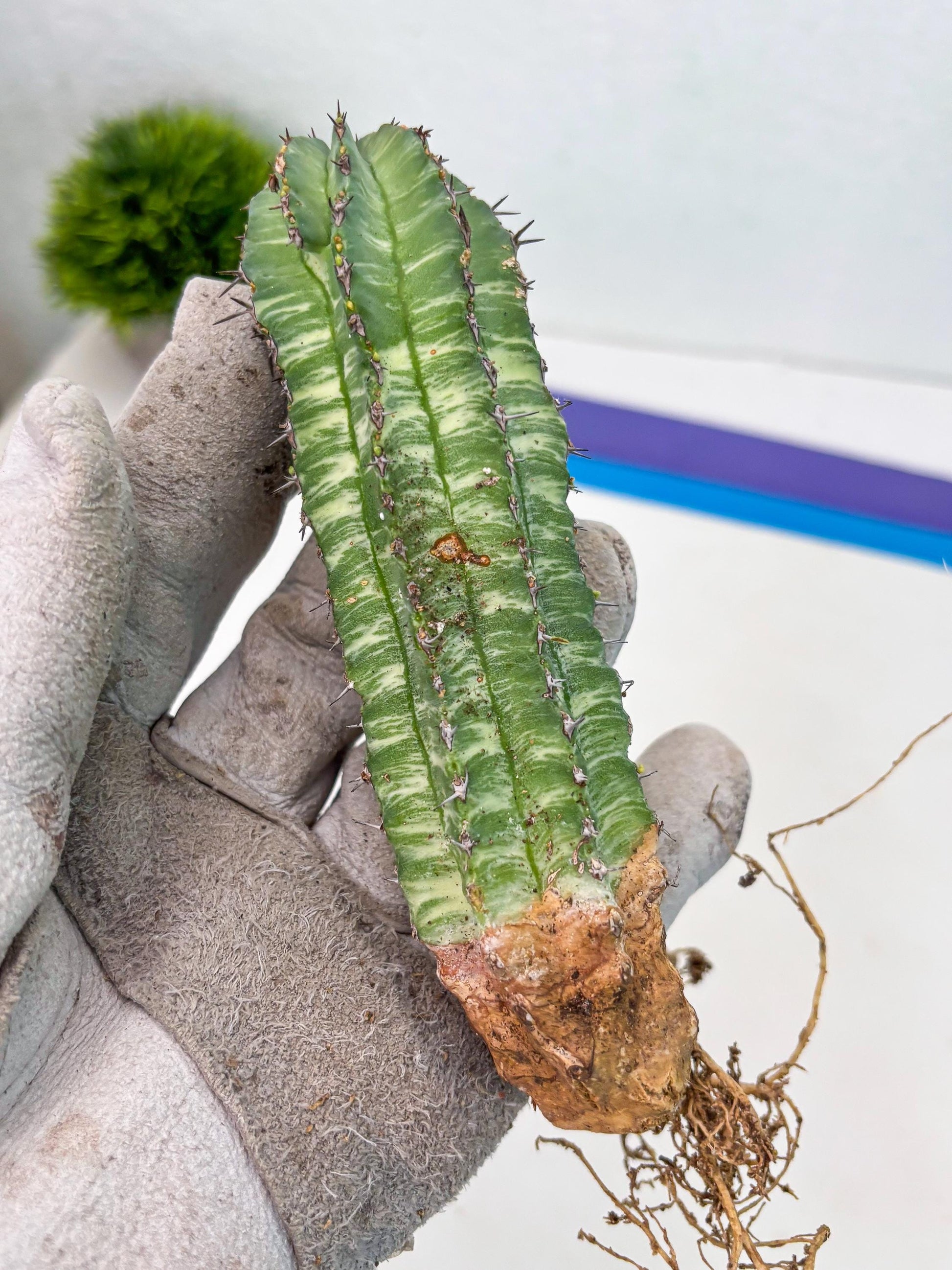 Euphorb Fruticosa Variagated (p) | Rare Cactus