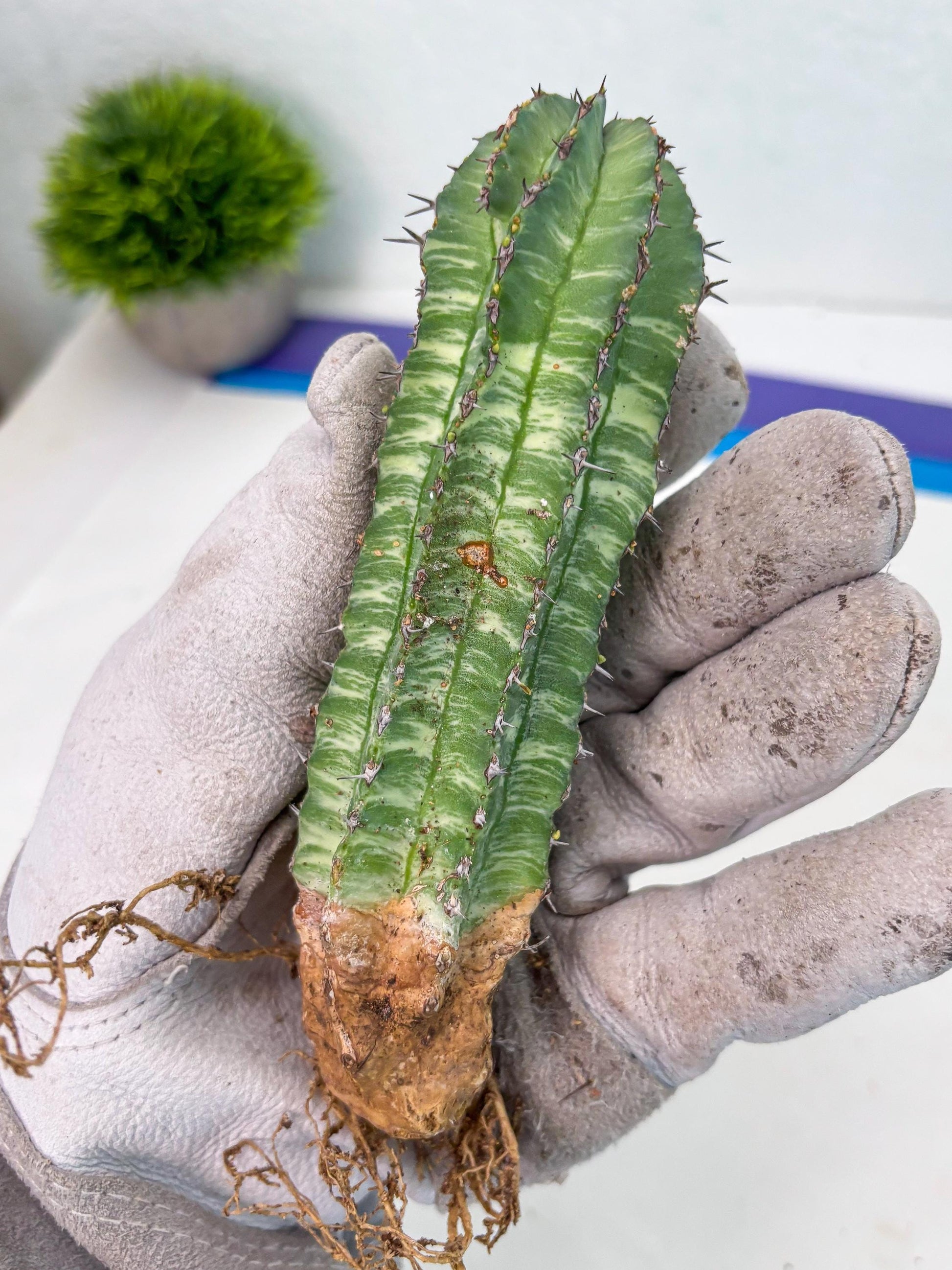 Euphorb Fruticosa Variagated (p) | Rare Cactus