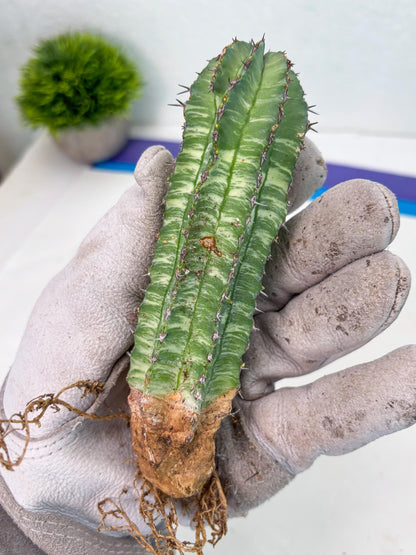 Euphorb Fruticosa Variagated (p) | Rare Cactus