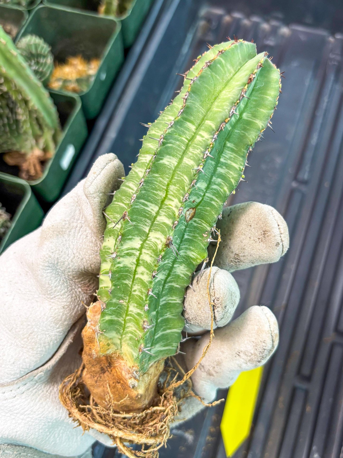 Euphorb Fruticosa Variagated (p) | Rare Cactus