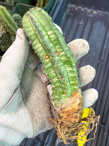 Euphorb Fruticosa Variagated (p) | Rare Cactus