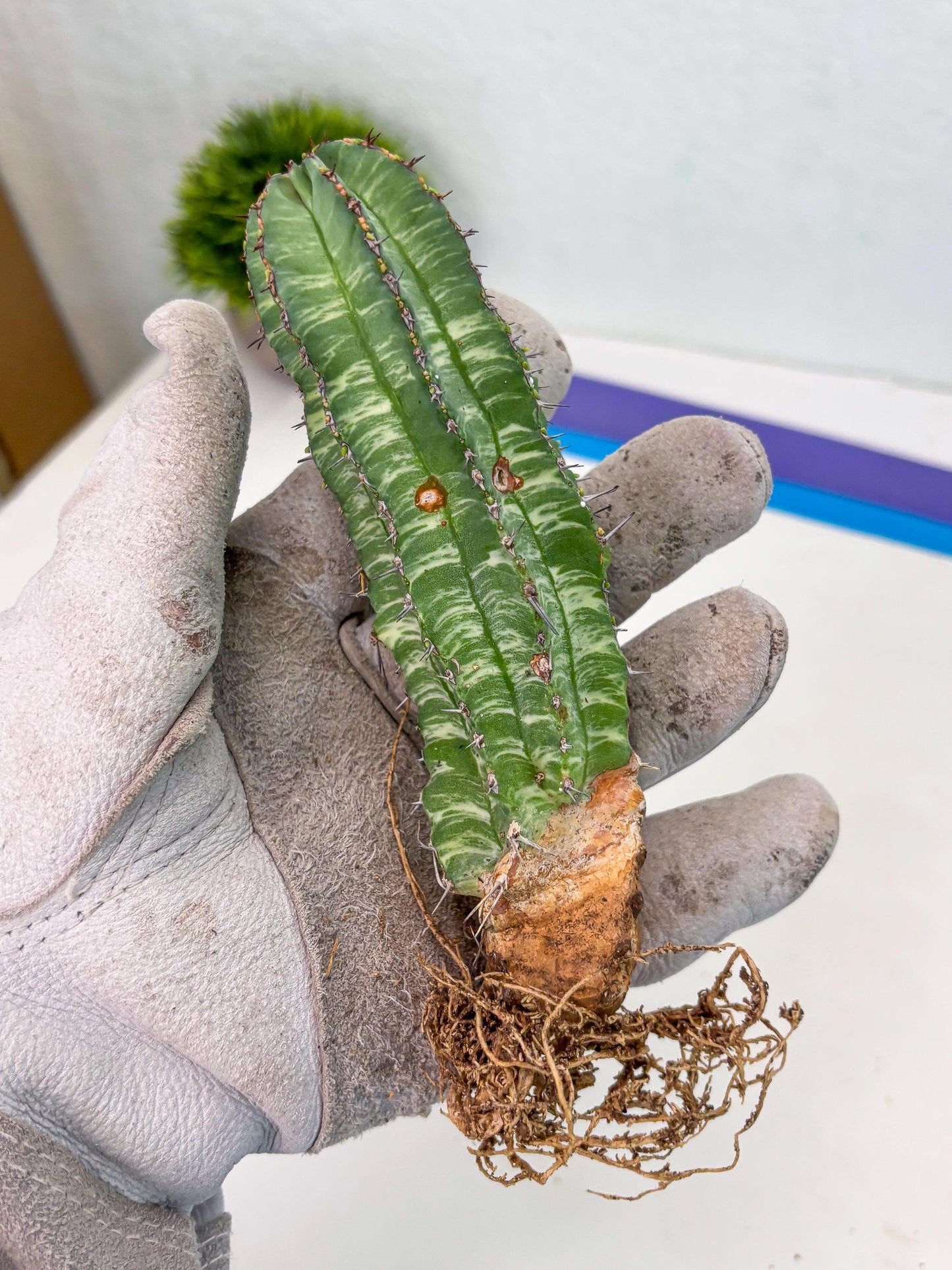 Euphorb Fruticosa Variagated (p) | Rare Cactus