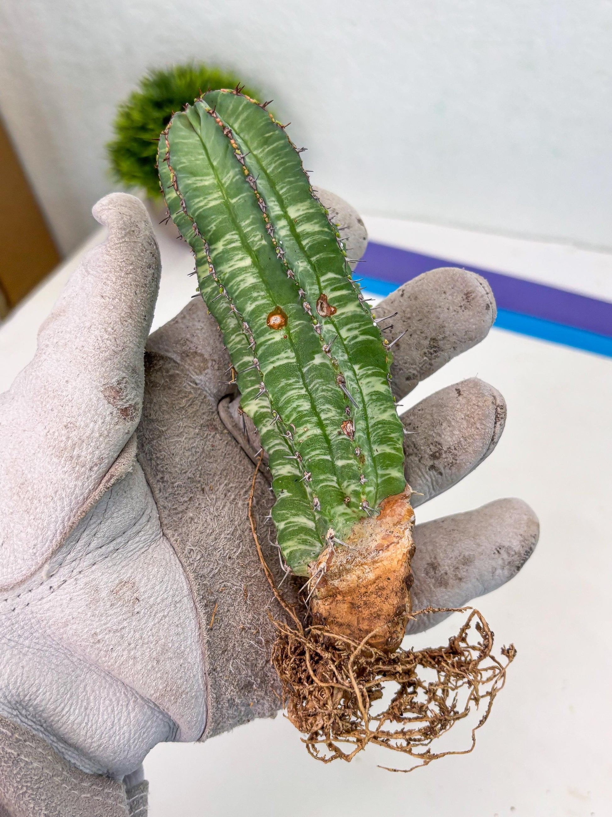 Euphorb Fruticosa Variagated (p) | Rare Cactus