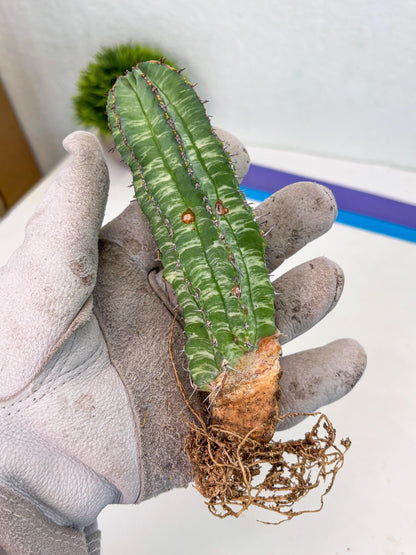 Euphorb Fruticosa Variagated (p) | Rare Cactus