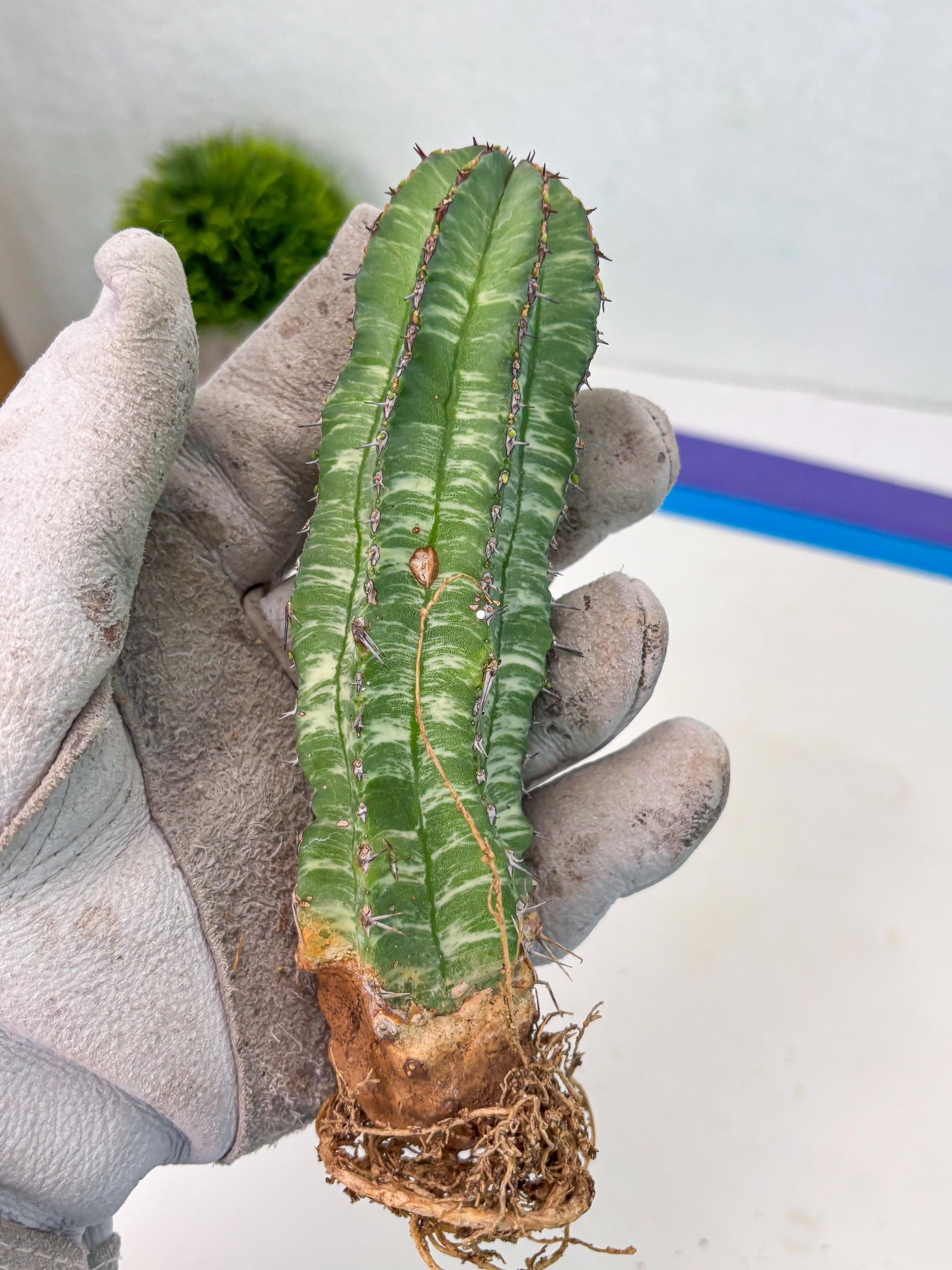 Euphorb Fruticosa Variagated (p) | Rare Cactus