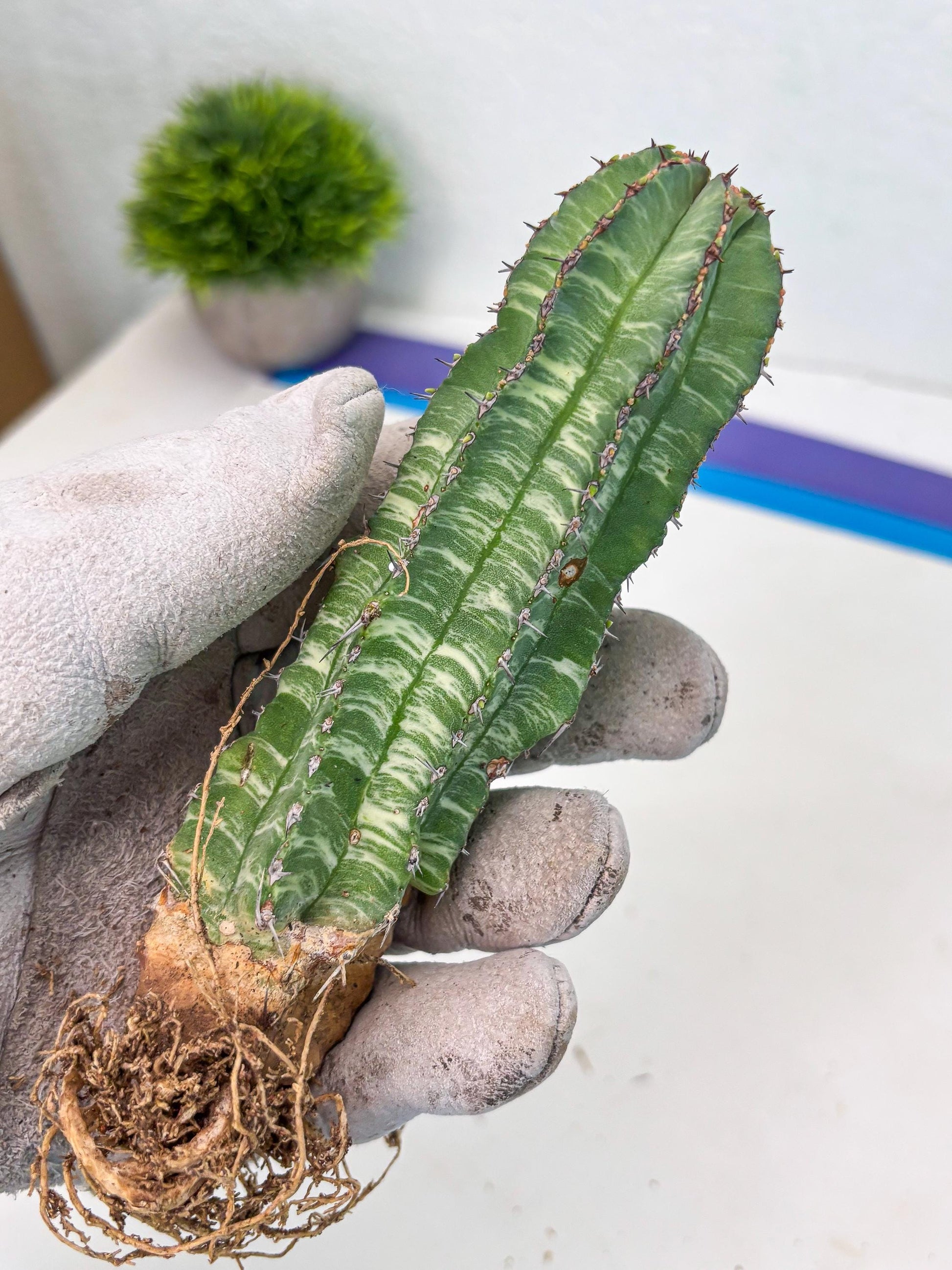 Euphorb Fruticosa Variagated (p) | Rare Cactus