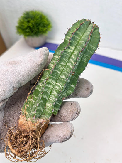 Euphorb Fruticosa Variagated (p) | Rare Cactus