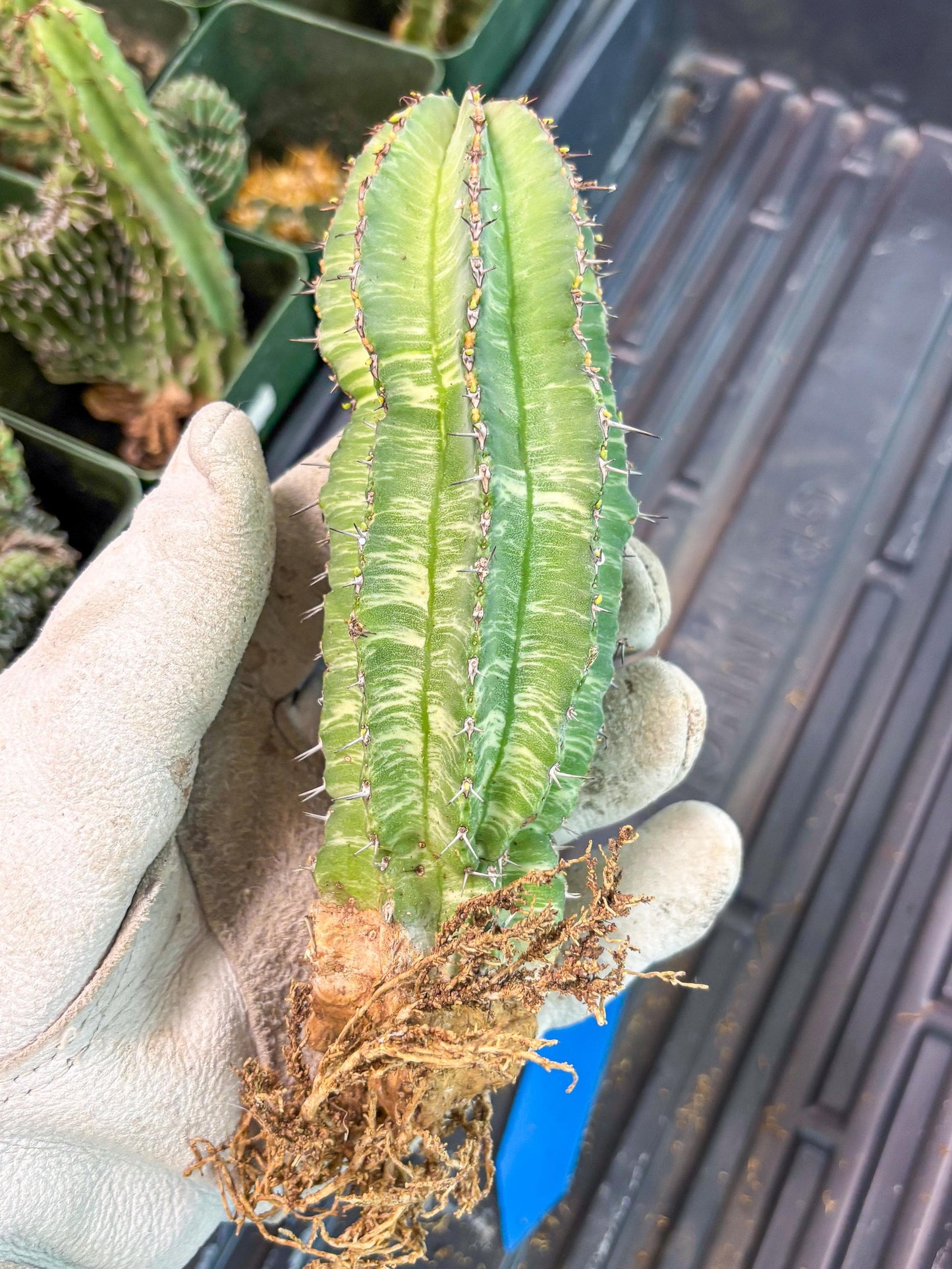 Euphorb Fruticosa Variagated (b) | Rare Cactus