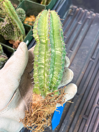 Euphorb Fruticosa Variagated (b) | Rare Cactus