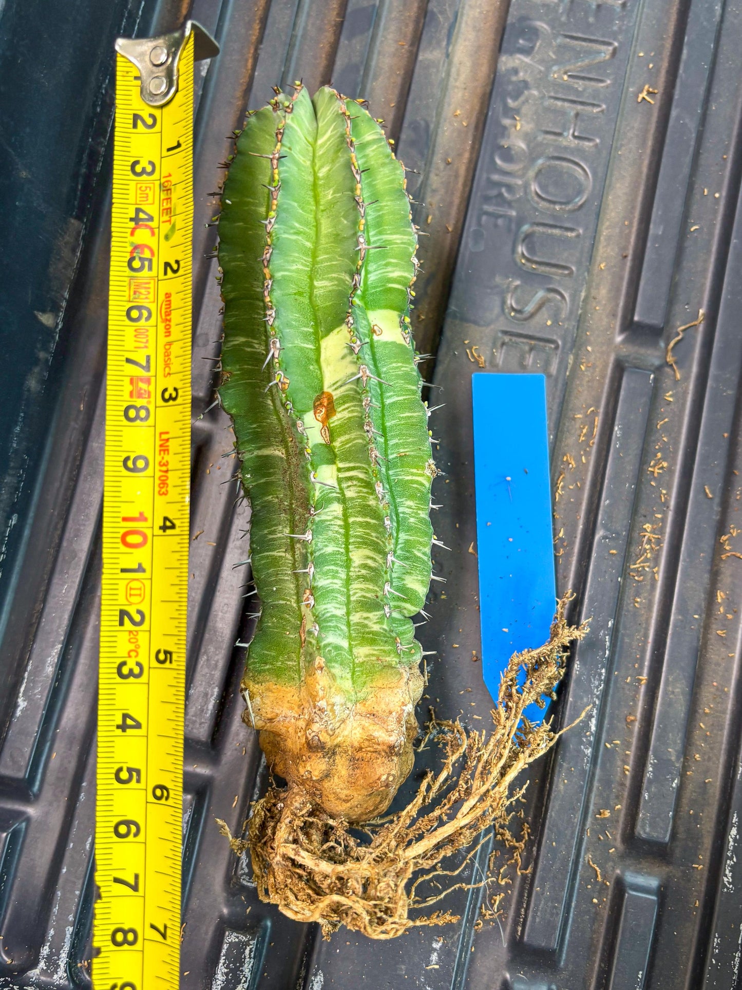 Euphorb Fruticosa Variagated (b) | Rare Cactus