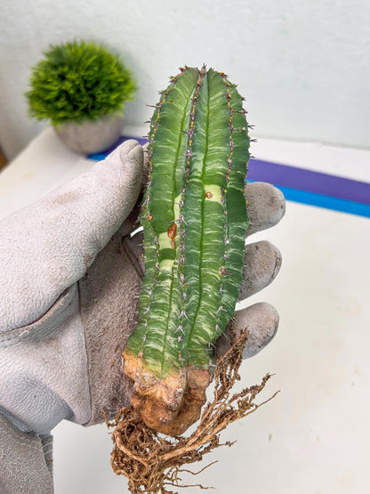 Euphorb Fruticosa Variagated (b) | Rare Cactus