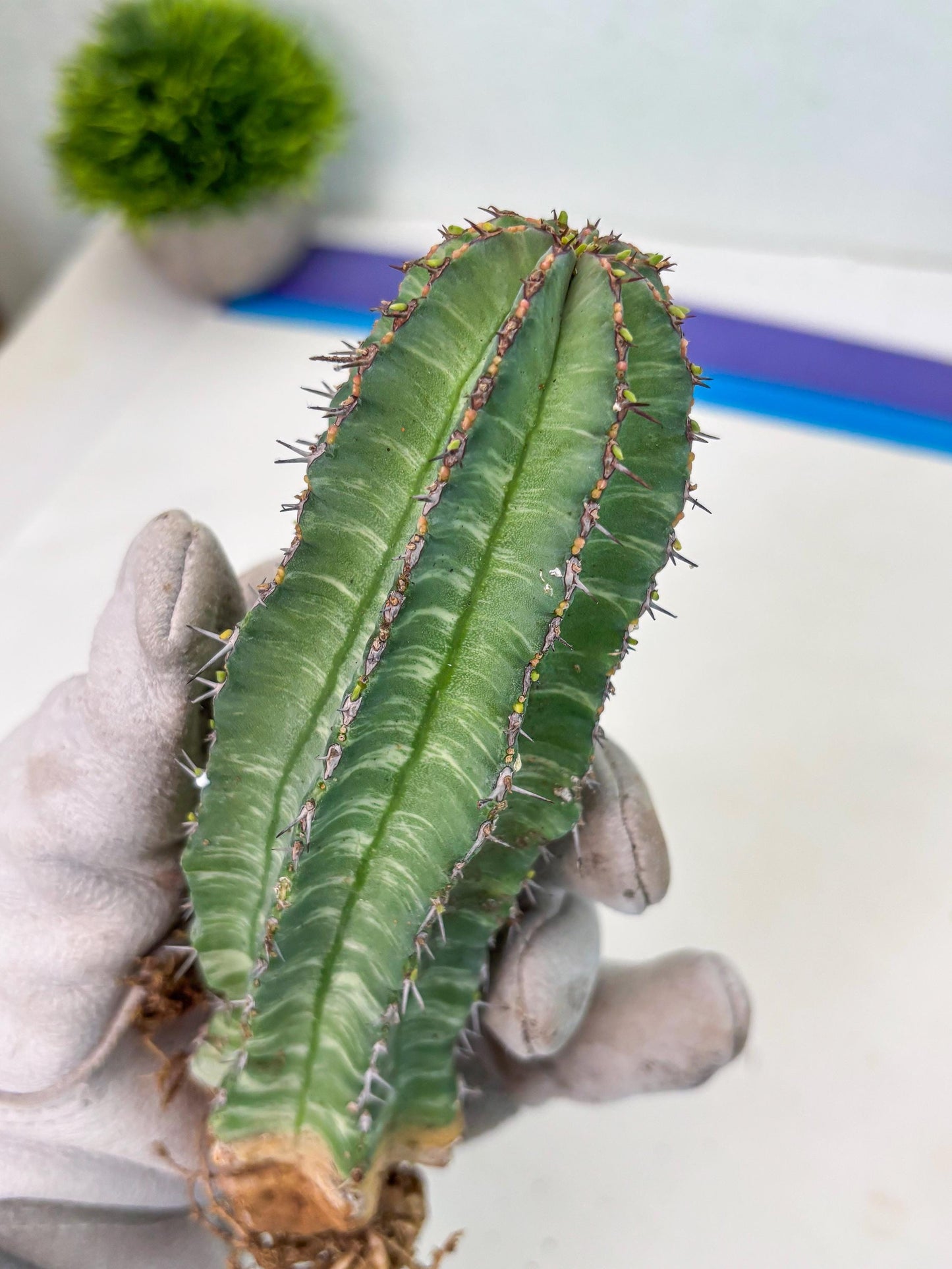 Euphorb Fruticosa Variagated (b) | Rare Cactus
