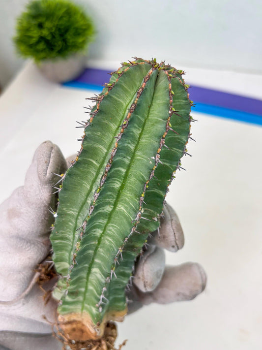 Euphorb Fruticosa Variagated (b) | Rare Cactus