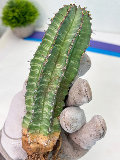 Euphorb Fruticosa Variagated (b) | Rare Cactus