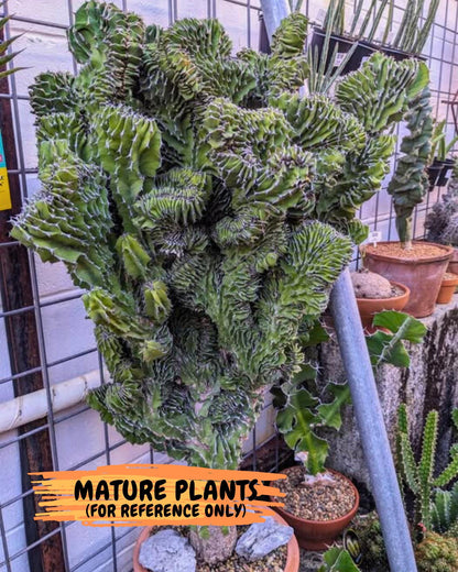 Euphorb Kibwezensis Crested (p) | Rare Plant