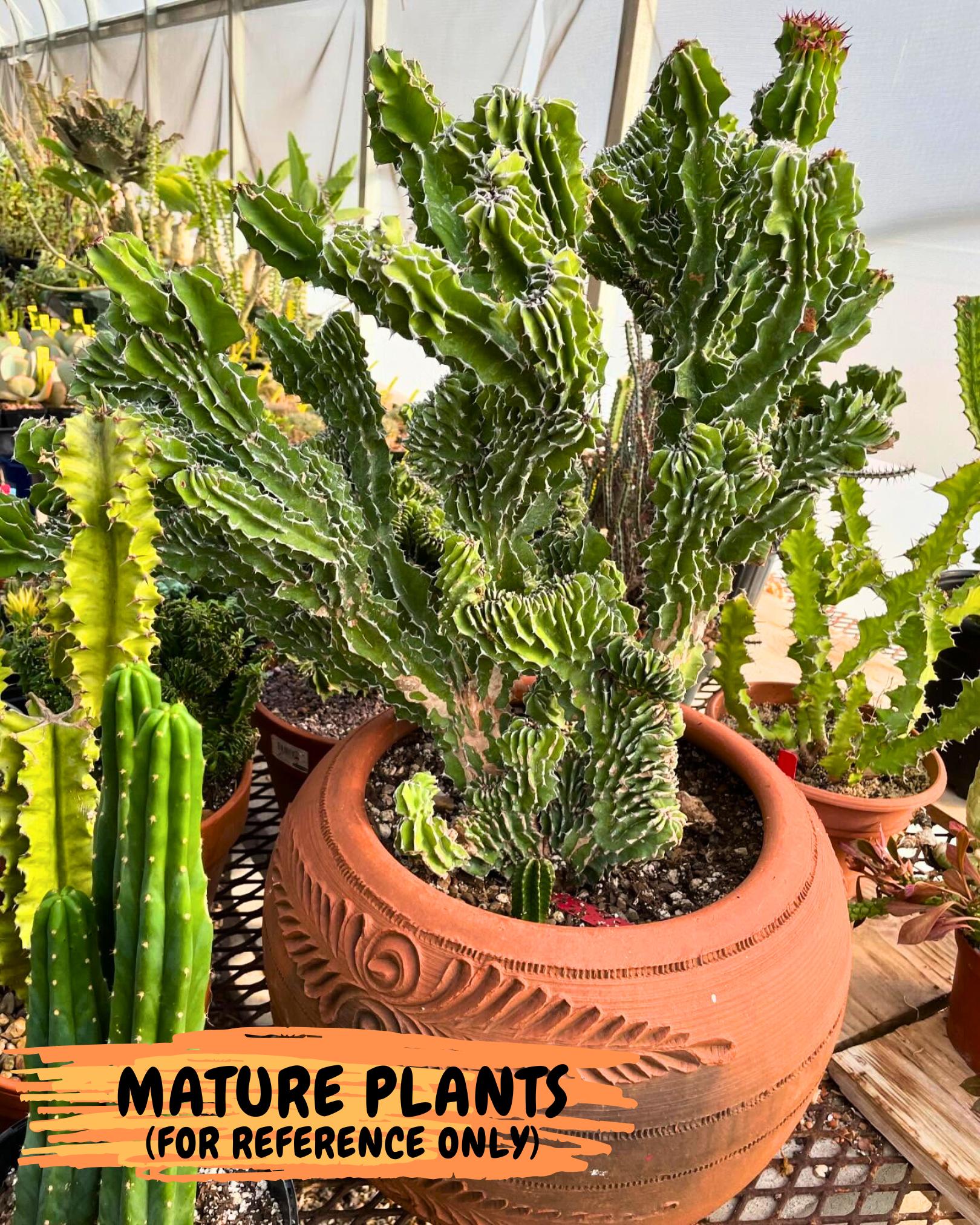 Euphorb Kibwezensis Crested (b) | Rare Plant