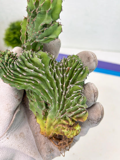 Euphorb Kibwezensis Crested (p) | Rare Plant