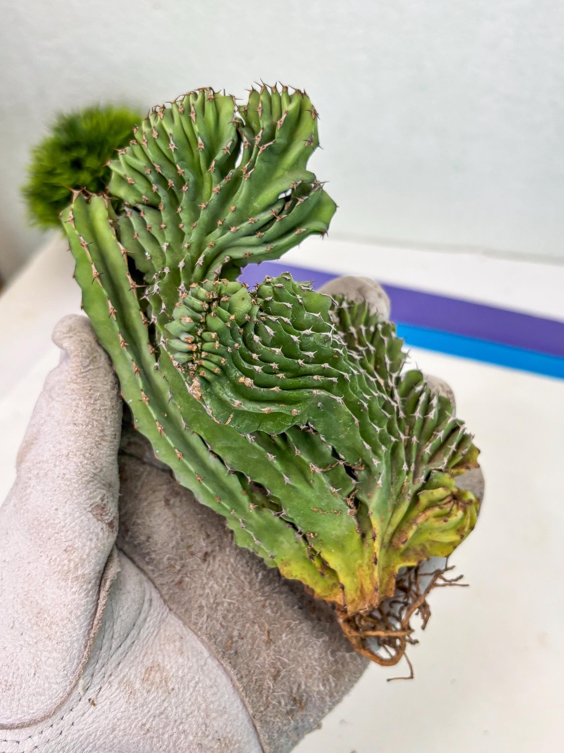 Euphorb Kibwezensis Crested (p) | Rare Plant