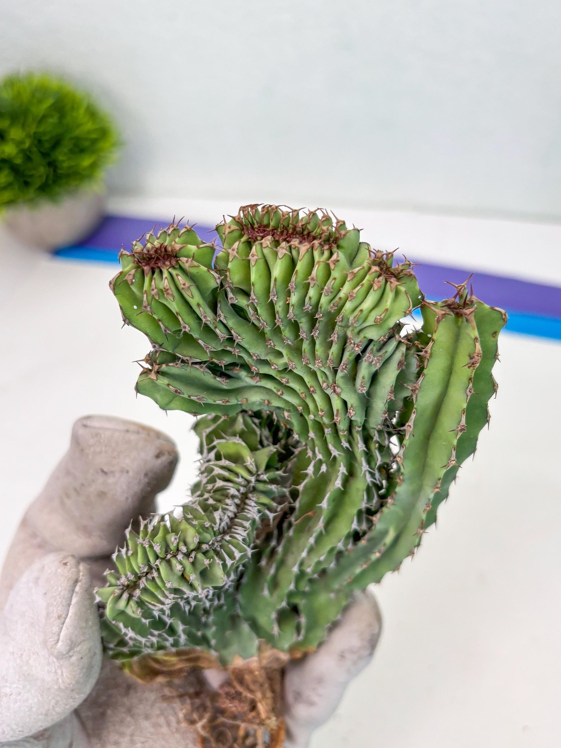 Euphorb Kibwezensis Crested (p) | Rare Plant