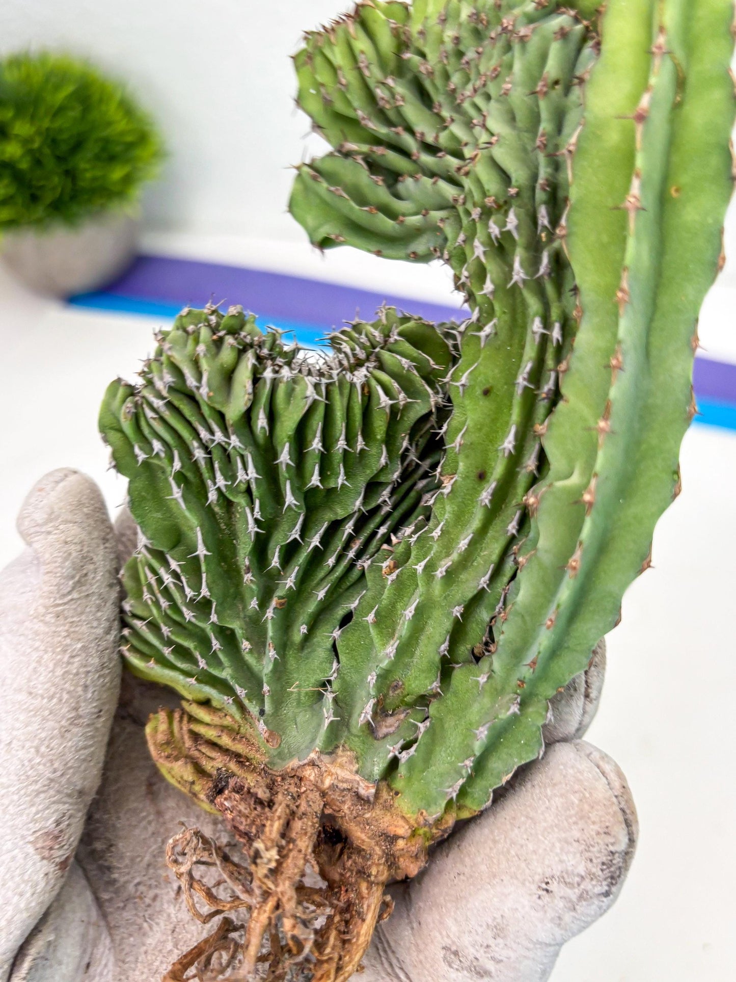 Euphorb Kibwezensis Crested (p) | Rare Plant