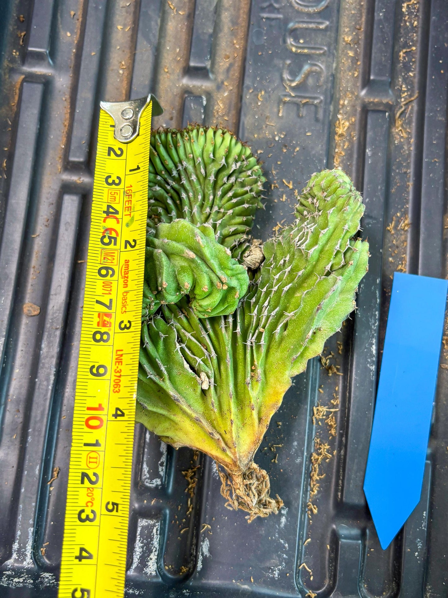 Euphorb Kibwezensis Crested (b) | Rare Plant