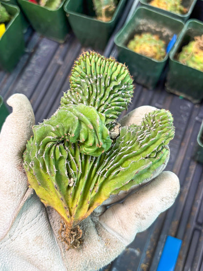 Euphorb Kibwezensis Crested (b) | Rare Plant
