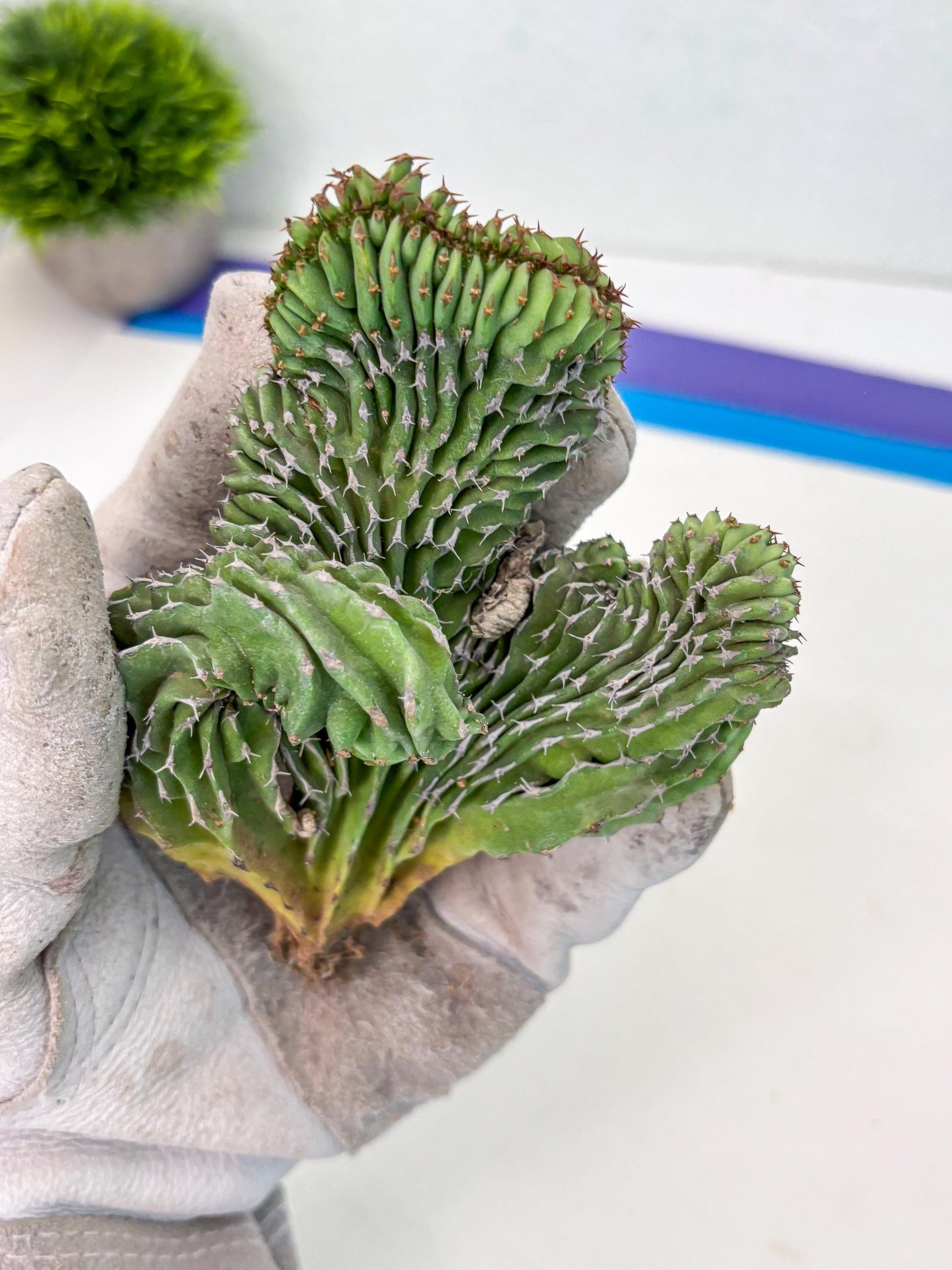 Euphorb Kibwezensis Crested (b) | Rare Plant