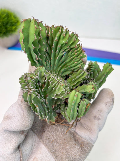 Euphorb Kibwezensis Crested (g) | Rare Plant