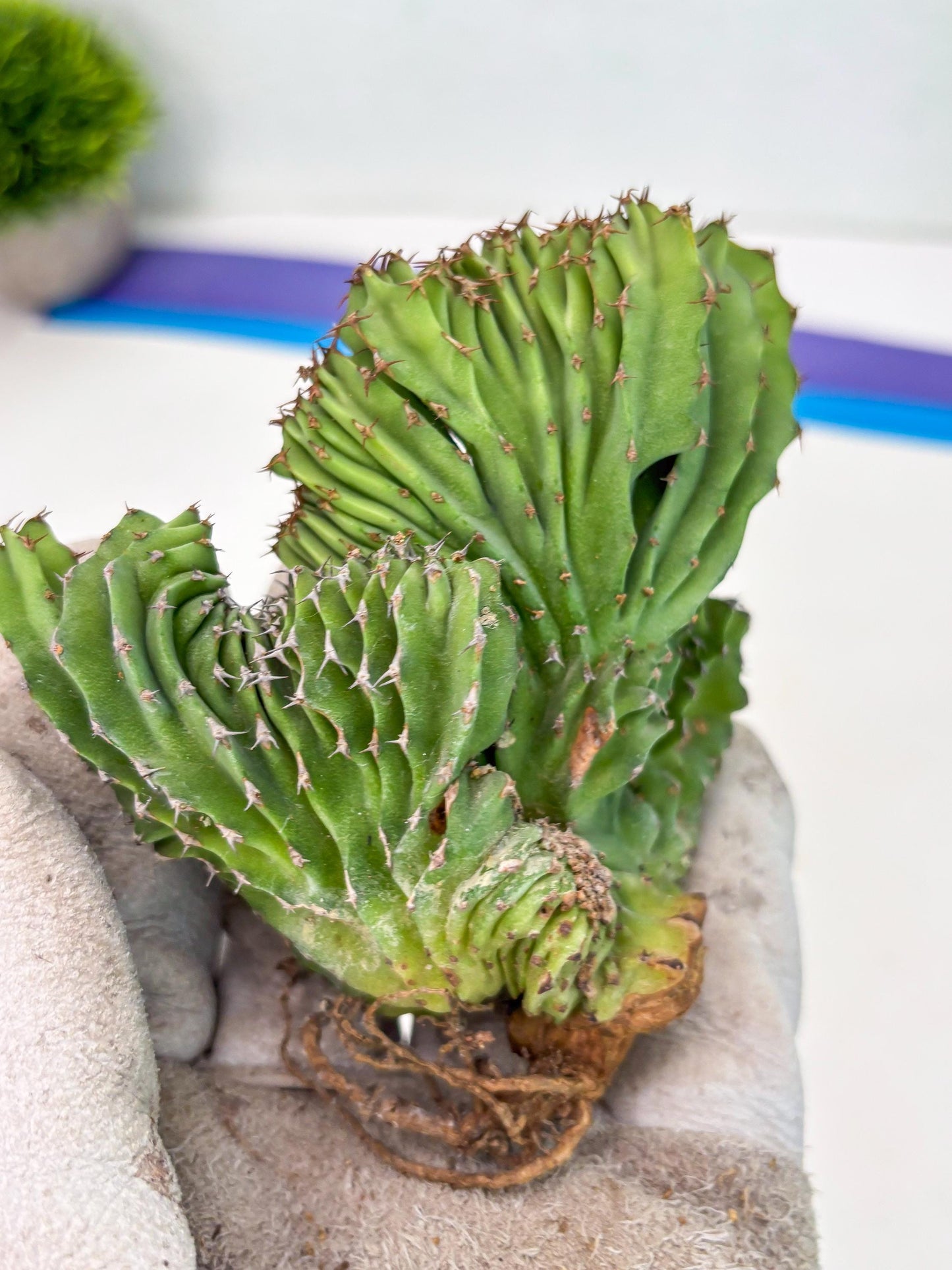 Euphorb Kibwezensis Crested (g) | Rare Plant
