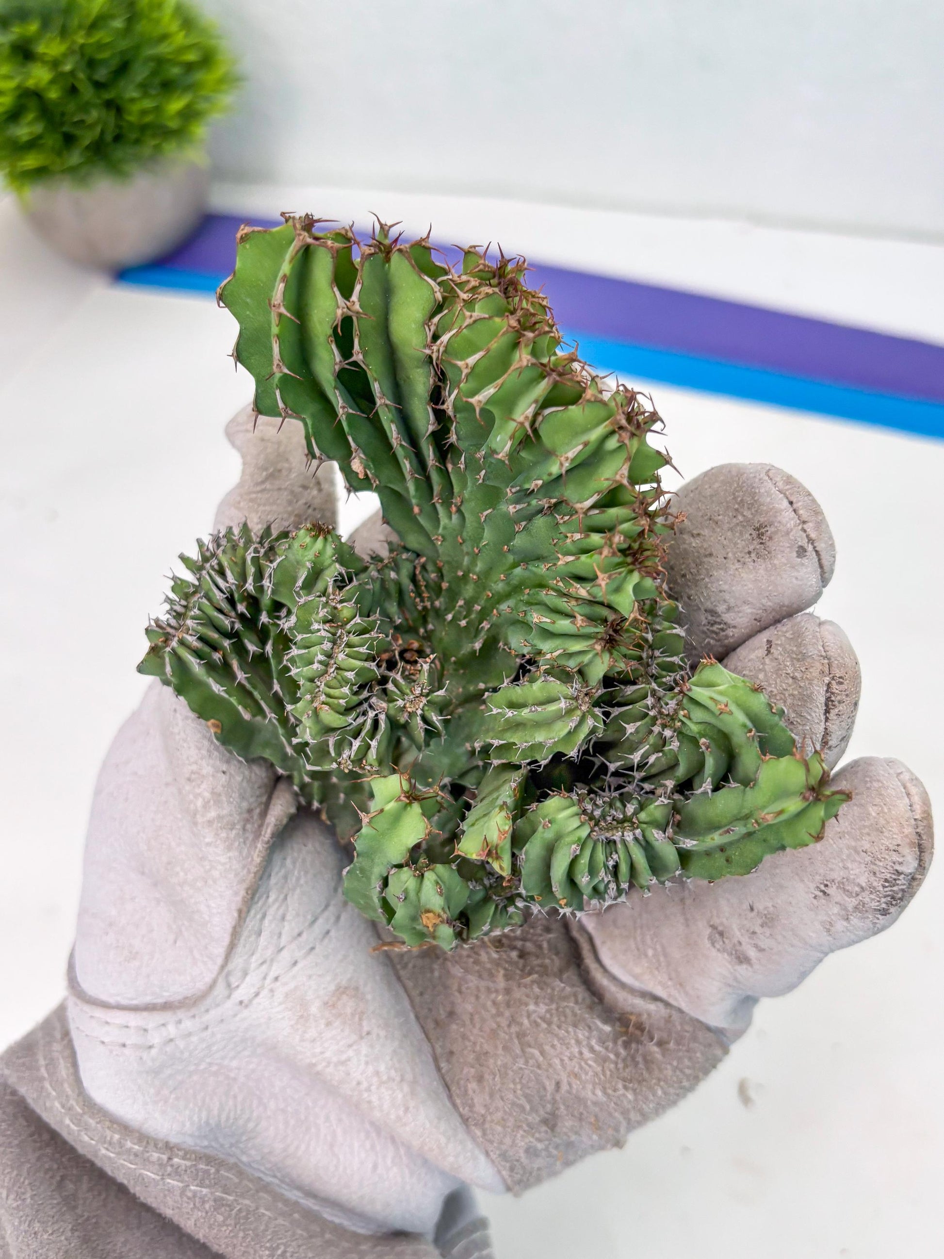 Euphorb Kibwezensis Crested (g) | Rare Plant