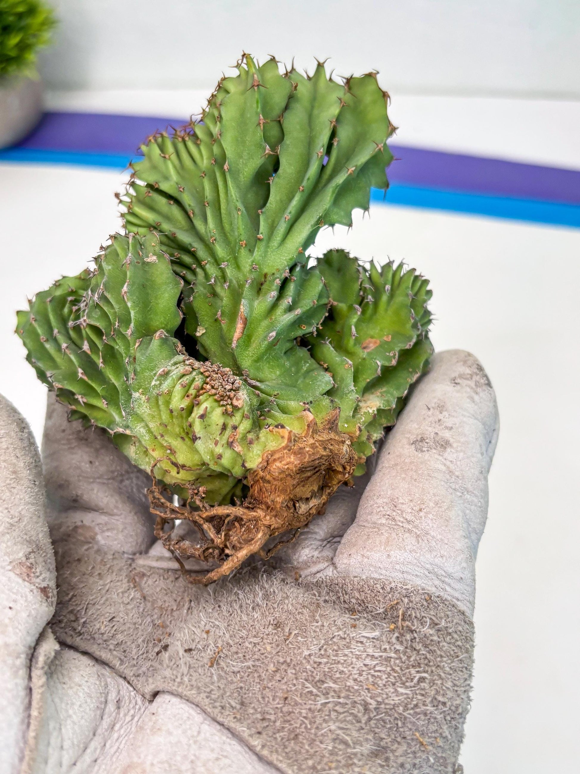 Euphorb Kibwezensis Crested (g) | Rare Plant