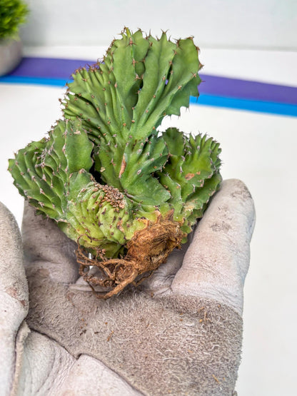Euphorb Kibwezensis Crested (g) | Rare Plant