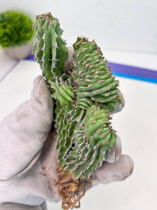 Euphorb Kibwezensis Crested (r) | Rare Plant