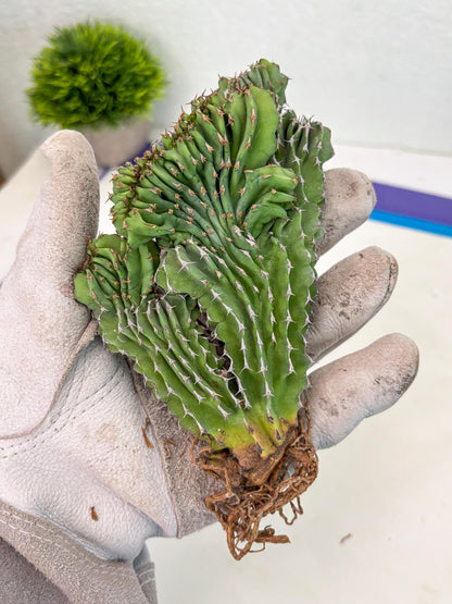 Euphorb Kibwezensis Crested (r) | Rare Plant