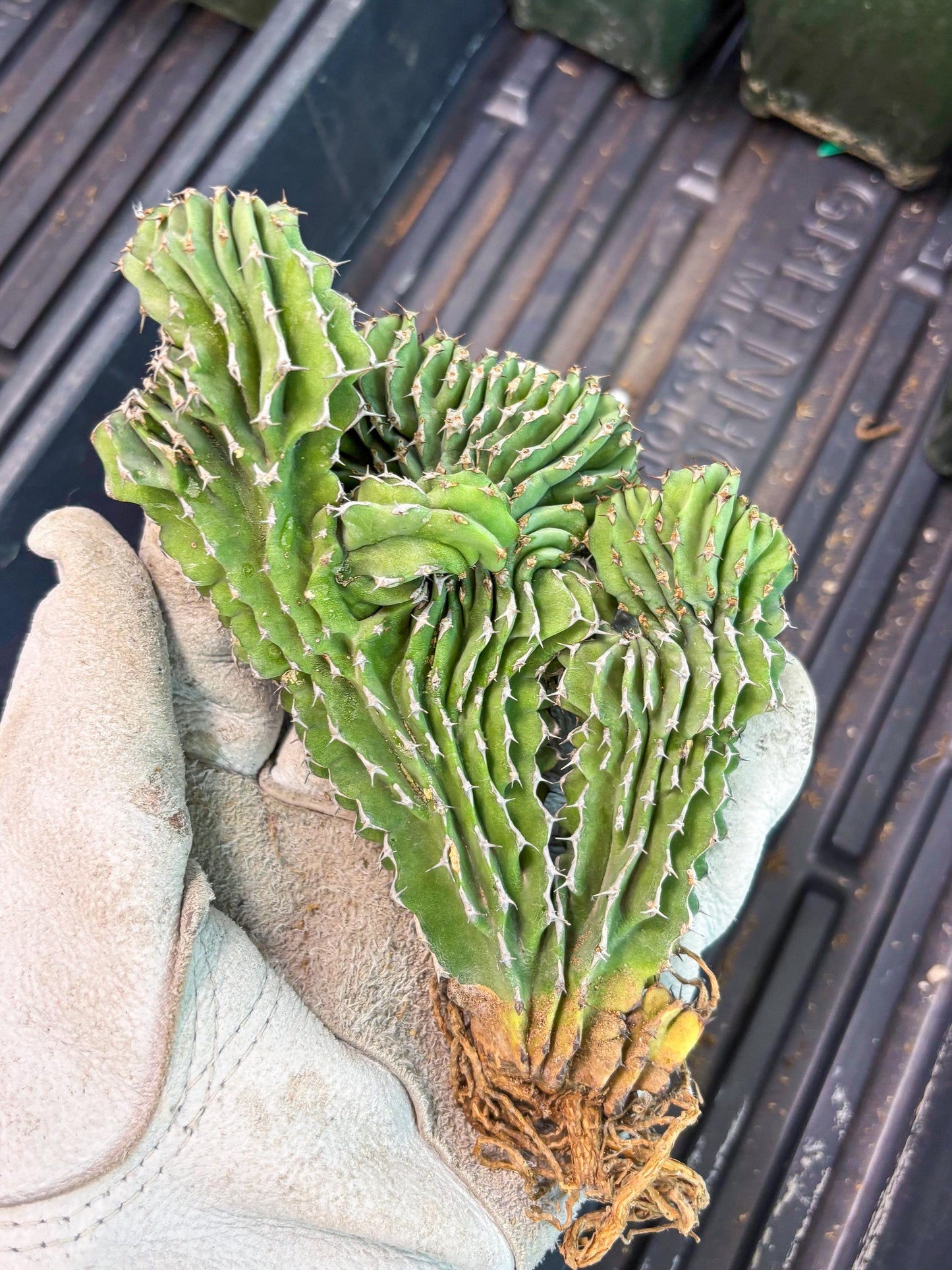 Euphorb Kibwezensis Crested (r) | Rare Plant