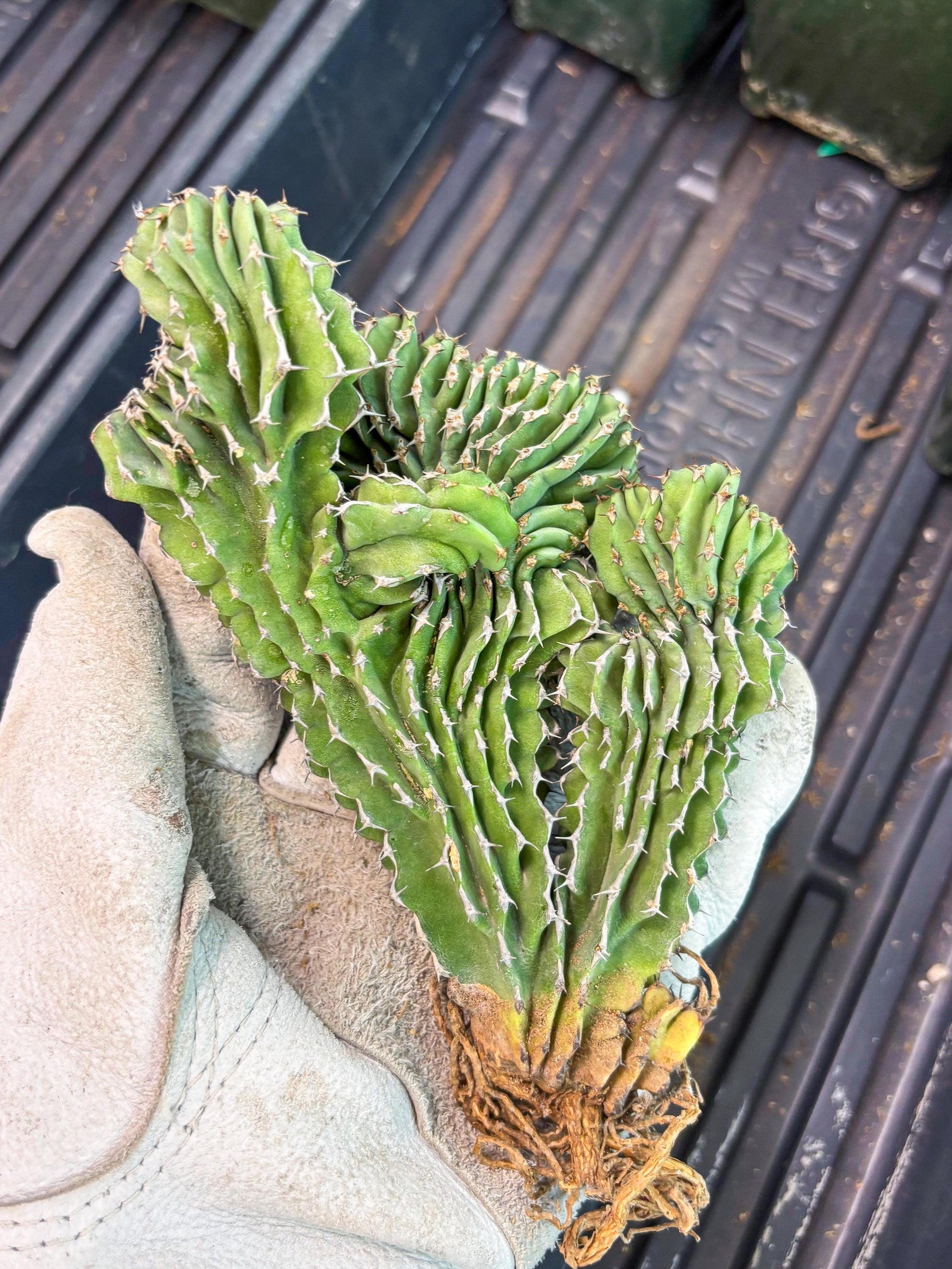 Euphorb Kibwezensis Crested (r) | Rare Plant
