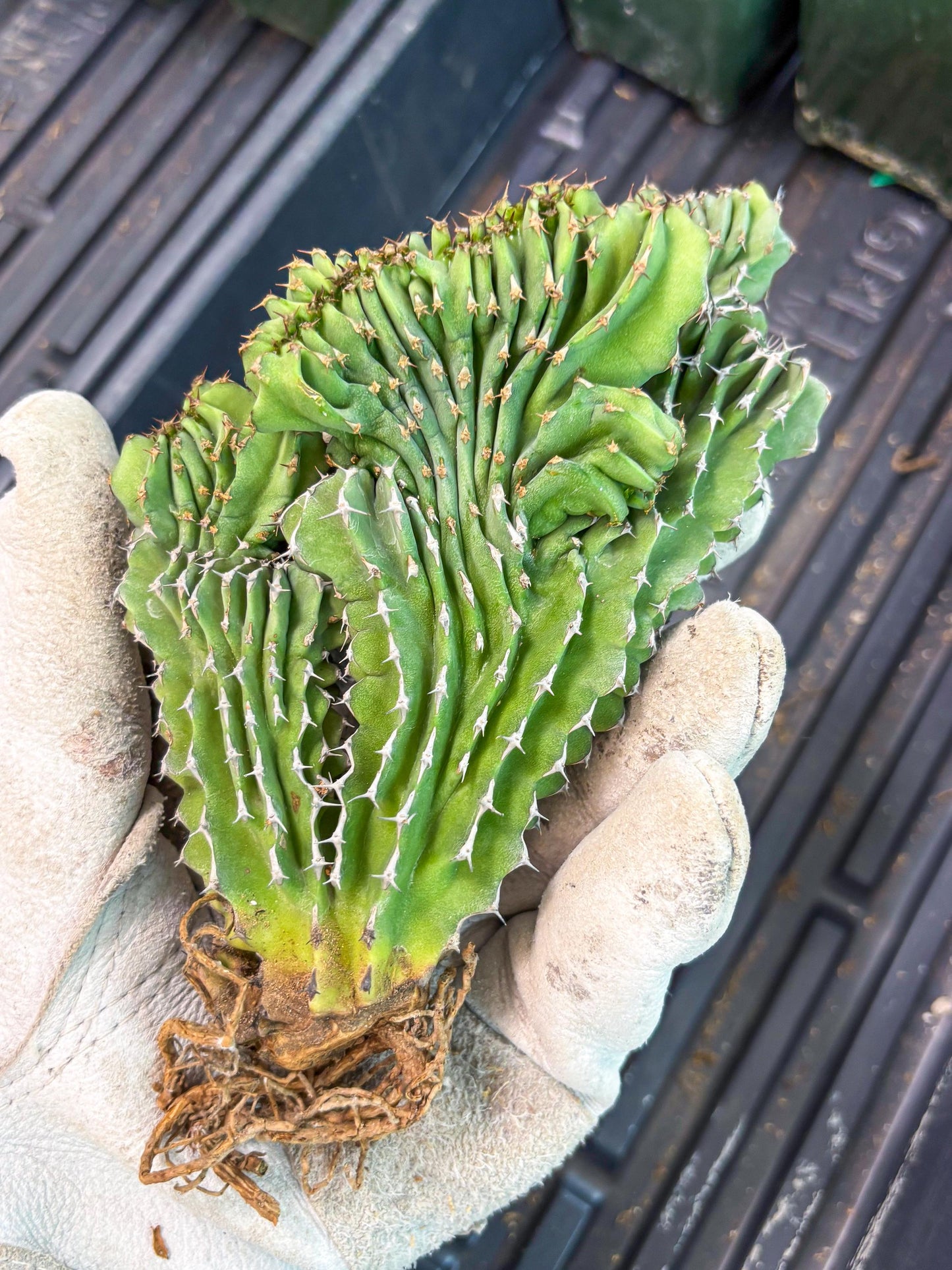 Euphorb Kibwezensis Crested (r) | Rare Plant