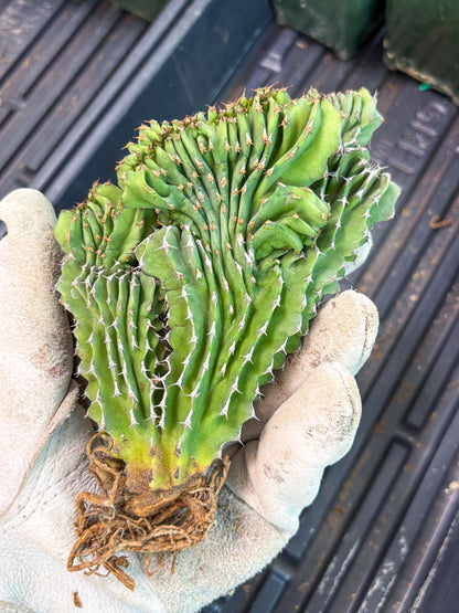 Euphorb Kibwezensis Crested (r) | Rare Plant