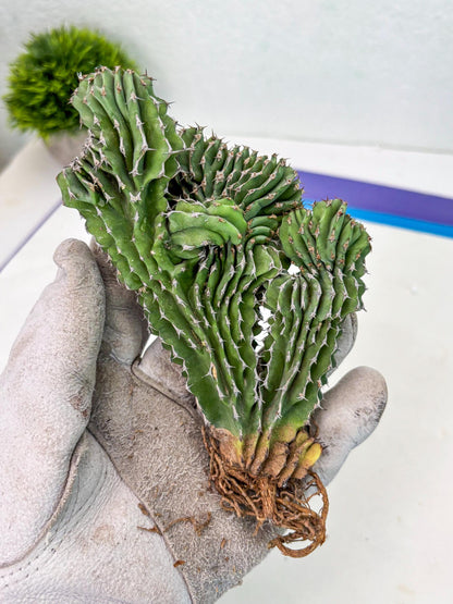 Euphorb Kibwezensis Crested (r) | Rare Plant