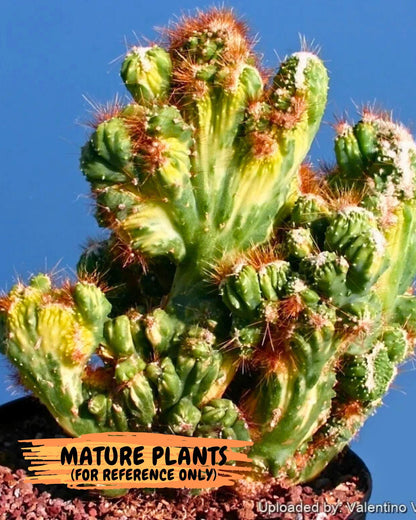 Cereus Forbesii Monstrose Variegated | Rare Imported Cactus | Variegated Cactus