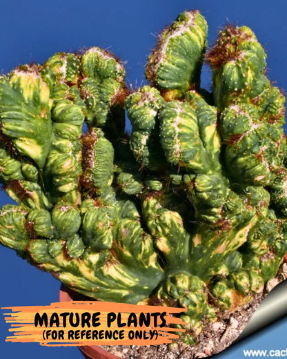 Cereus Forbesii Monstrose Variegated | Rare Imported Cactus | Variegated Cactus